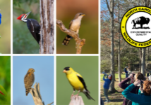 A collage of birds and image of birders.