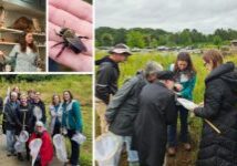 September 24, Bees of NC
On a drizzly day, the NCWF Hawk and Wildlife Chapter welcomed Gabriela Garrison of the North Carolina Wildlife Resources Commission to share insights into the remarkable diversity of North Carolina’s wild bees. Gabriela discussed the life cycles of different bee species and how our actions can influence their success. Participants were given nets and encouraged to observe bees up close, discovering an abundance of carpenter bees and several eastern bumble bees at Steven’s Creek Nature Preserve. The hands-on experience fostered a sense of joy, curiosity, and appreciation for North Carolina’s native wildlife. 
