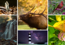 N.C. Wildlife Federation is accepting submissions from professional, amateur and youth shutterbugs for our 4th Annual Wildlife Photo Contest, running May 1 through July 31. Images above are Winners and Honorable Mentions from 2021 contest. 
