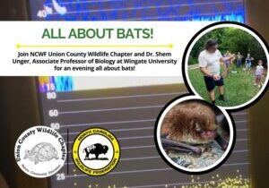 AllAboutBats