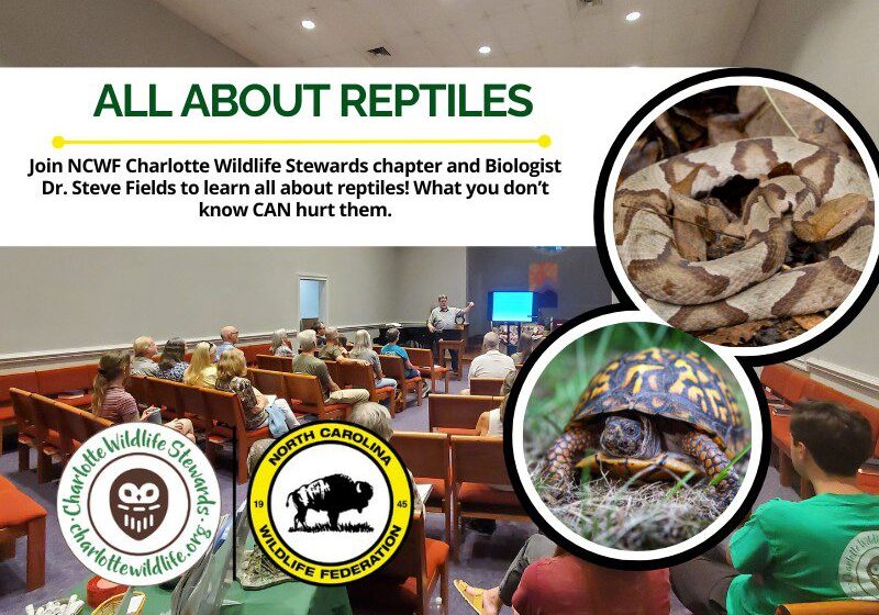 AllAboutReptilesHeader