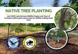 BaileyRoadParkNativeTreePlanting
