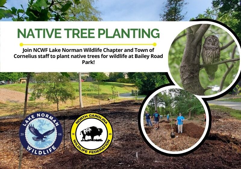 BaileyRoadParkNativeTreePlanting