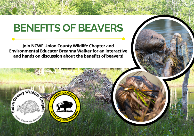 BenefitsOfBeaversHeader