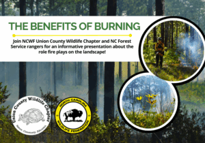 BenefitsofBurning