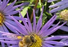 A bee visiting a purple aster flower.