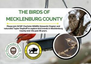 BirdOfMecklenburgCWS