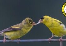 American goldfinches (Spinus tristis) by Thomas Dierolf, NCWF Photo Contest Submission