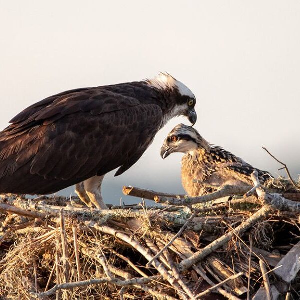 Birds of a Feather - Famous Ospreys Return to Lake Norman Nesting Platform Birds of a Feather - Famous Ospreys Return to Lake Norman Nesting Platform