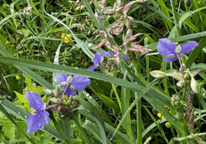 Spiderwort growing in the grass at Buffalo Creek Preserve.