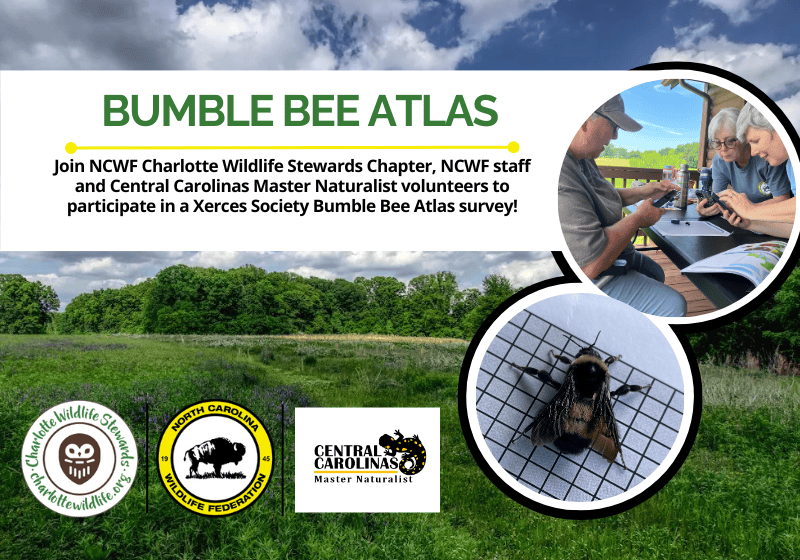 BumblebeeAtlasFinal (2)