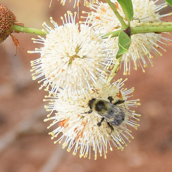 Butterfly-Highway-bee-pollinators Butterfly-Highway-bee-pollinators