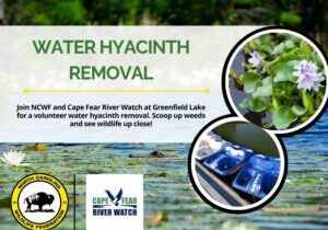 CFRWgreenfieldinvasive