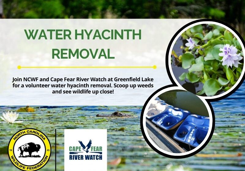 CFRWgreenfieldinvasive