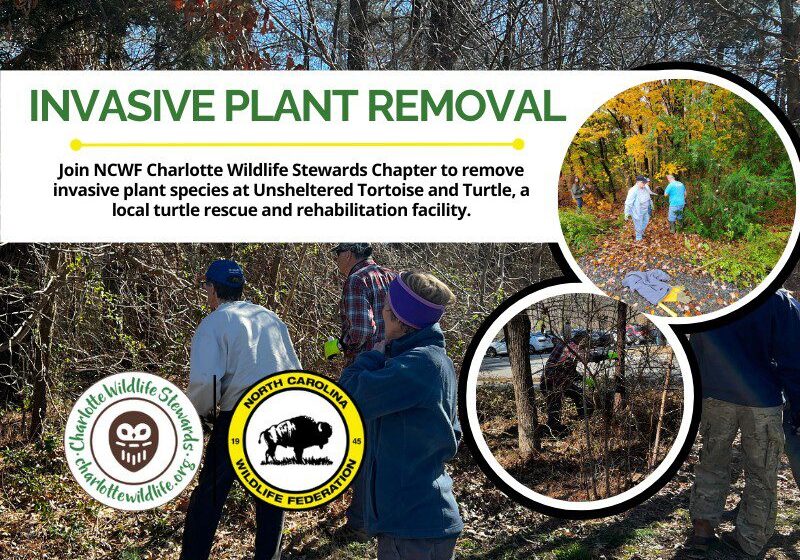 CWSInvasiveRemovalUnsheltered