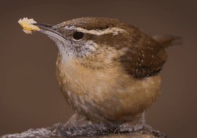 a carolina wren with suet in its mouth