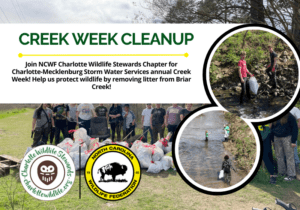 CreekWeekCleanup