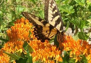 A large yelllow swallowtail visits a swath of butterfly weed