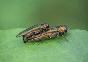 Two emerald ash borers mating on a leaf.