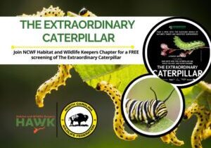 ExtraordinaryCaterpillarEventHeader