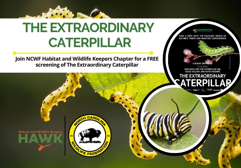 ExtraordinaryCaterpillarEventHeader