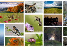 Winning and honorable mention images from 4th Annual Wildlife Photo Contest. 