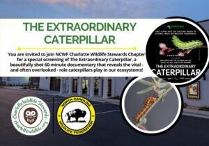 FinalTheExtraordinaryCaterpillarCWS