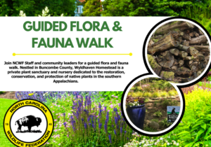 FloraFauna