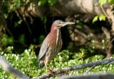 A green heron sits on a branch in the swamp.