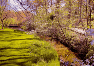 Image of a stream running through Hurley park