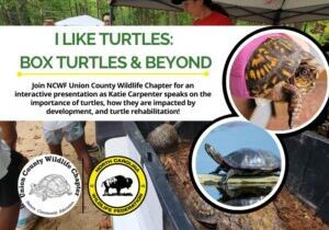 ILikeTurtlesKatieCarpenter