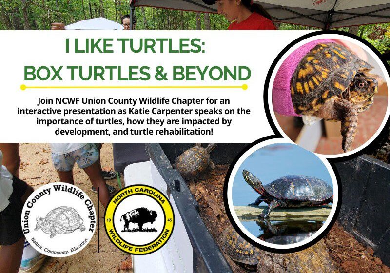 ILikeTurtlesKatieCarpenter