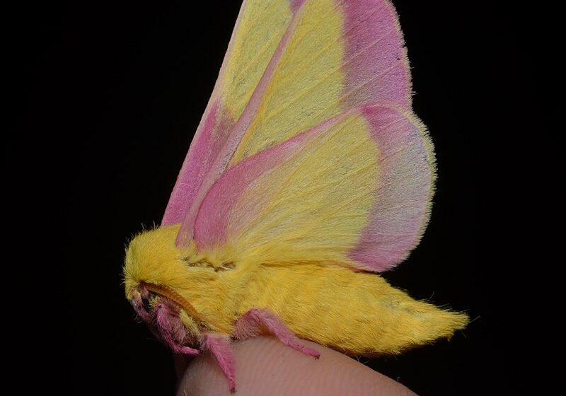 Insect_Rosy_Maple_Moth_Wikimedia )