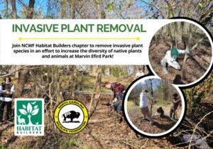InvasivePlantRemoval