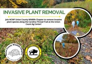 InvasivePlantRemoval