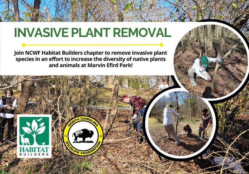 InvasivePlantRemoval