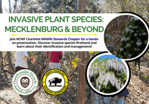 InvasivePlantSpeciesEdMurray