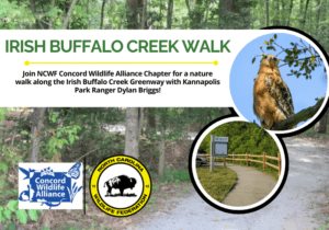 IrishBuffaloCreekWalk