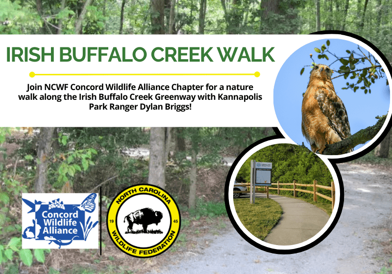 IrishBuffaloCreekWalk
