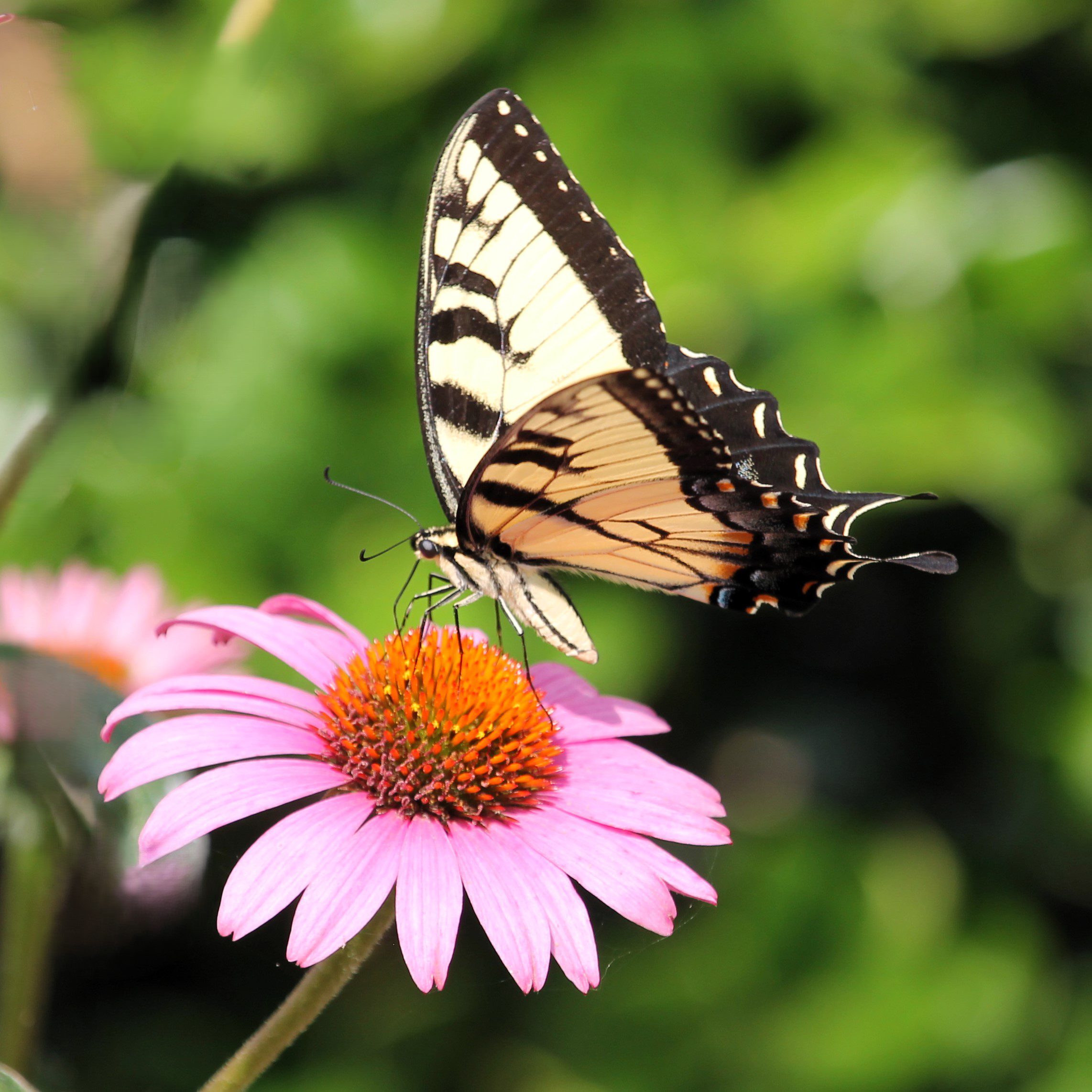 Jane-Plough-Pollinators-1 Jane-Plough-Pollinators-1