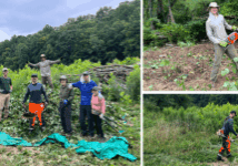 July 25, Bowditch Bottoms Invasive Species Removal. NCWF and Southern Appalachian Highlands Conservancy joined forces once again to tackle invasive plant species at Bowditch Bottoms in Yancey County. The crew has already removed the majority of the multiflora rose and autumn olive in one of the wetland areas with the goal of replanting with native wetland species in the fall and over the course of the next few years. On this workday, we directed our focus toward the Japanese knotweed growing along the creek on the property. Knotweed is a highly successful invasive plant of wetlands, stream corridors, forest edges, and drainage ditches across the country. Fortunately, we caught it early enough at Bowditch Bottoms and are confident that we'll be able to manage its spread. Big thanks to all the volunteers who helped with this effort! More work days are being planned, so stay tuned for opportunities to volunteer at Bowditch Bottoms and learn about the project and the partnership! 