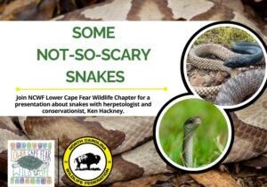 LCFWscarysnakes