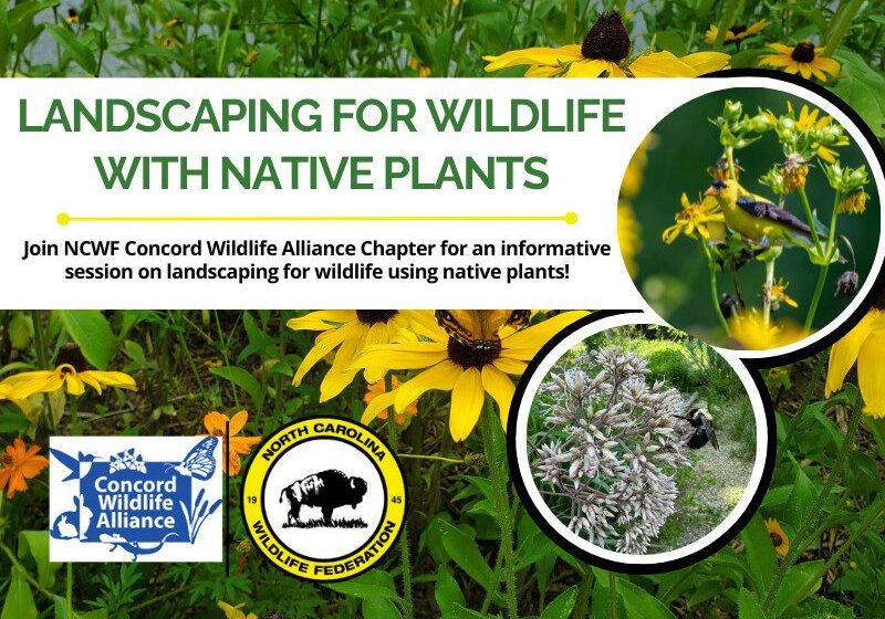LandscapingForWildlife (2)