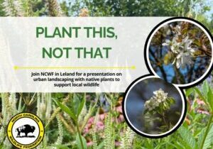 Lelandplantthis