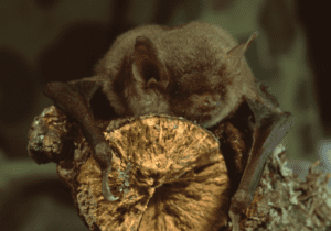 Little Brown Bat _Canva