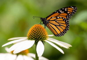 Monarch and white flower