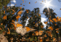 Monarchs fly from spring to fall and typically have 4-5 generations, with the last generation making the great migration back to its overwintering grounds in Mexico.