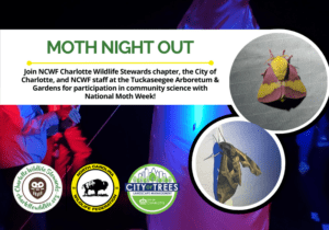 MothNightOut