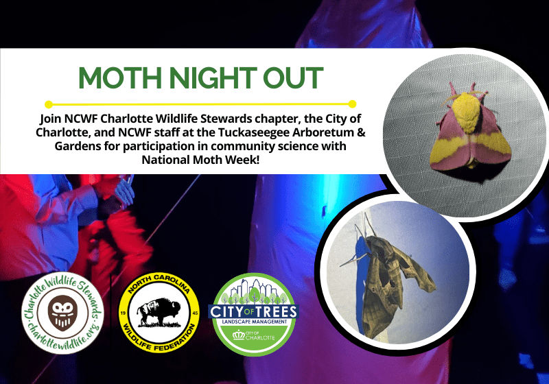 MothNightOut