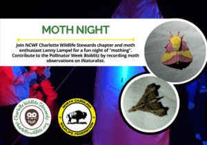 MothNightPollinatorWeek